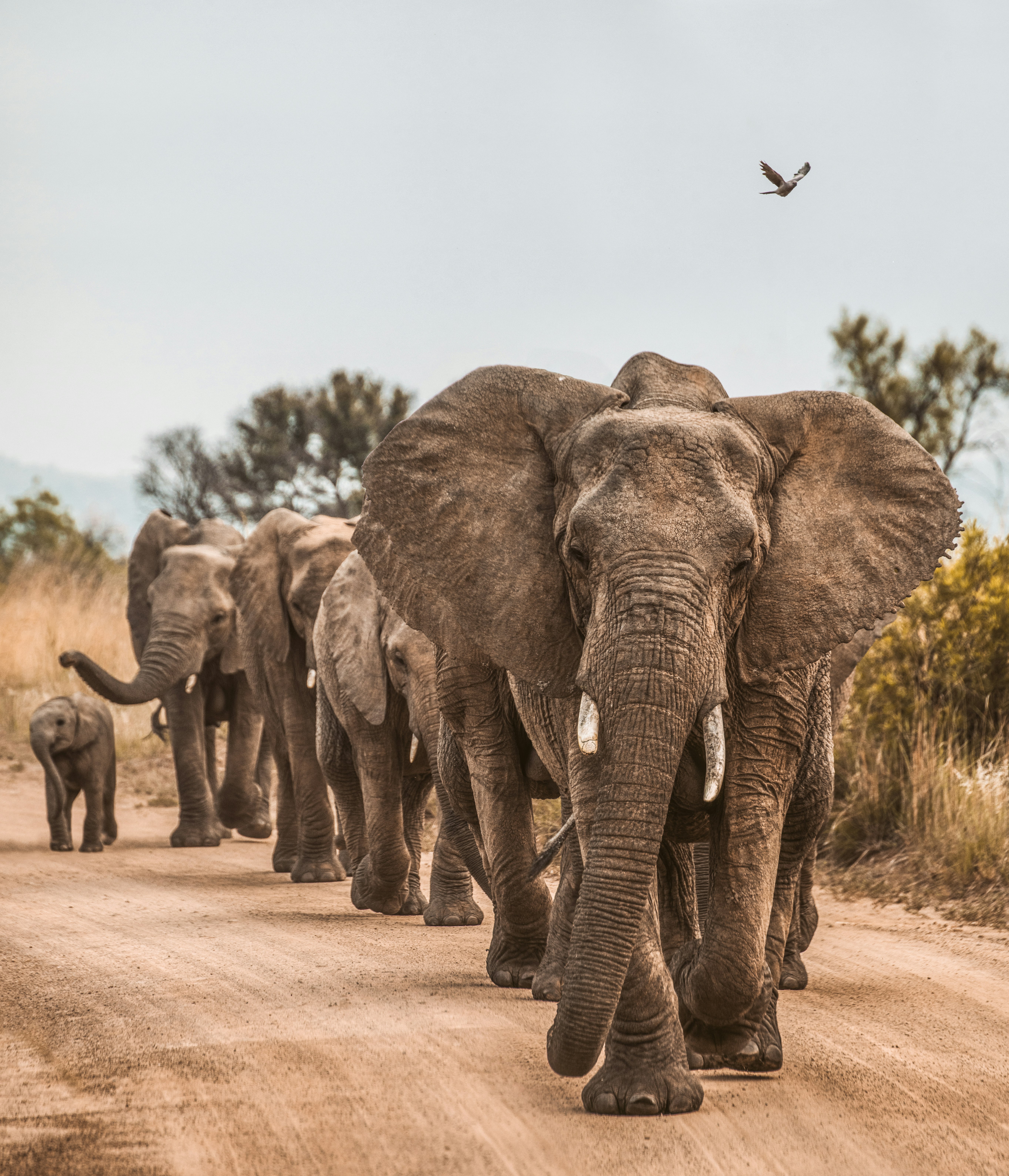 elephants on road